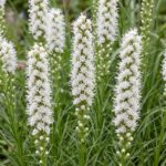 Liatris Beli - Slika 2