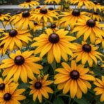 Rudbekija Zlatna Oluja - Slika 2