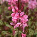 Gaura Duga - Slika 2