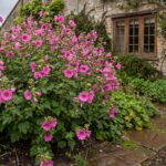 Lavatera Burgundi