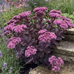 Sedum Imperator