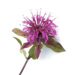 Monarda Ružičasta - Slika 2