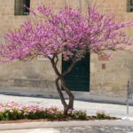 Judino drvo