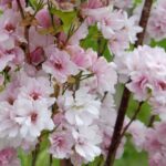 Japanska trešnja Amanogava - Slika 2
