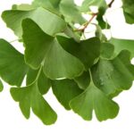 Ginko - Slika 2
