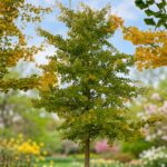 Ginko - Slika 3