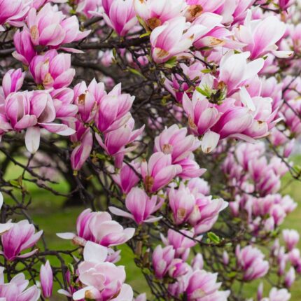 Magnolija Suzana na stablu