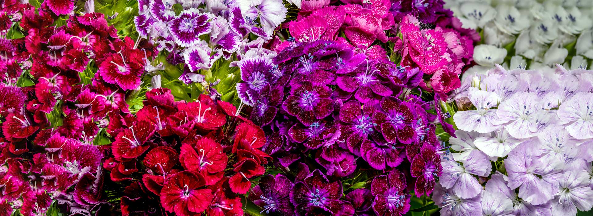 floraekspres