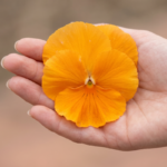 Viola padajuća Oranž - Slika 2