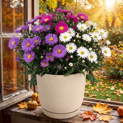 aster