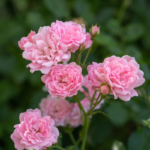 Ruža Lejdi Banks roze - Slika 2