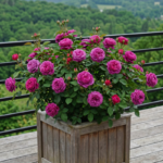 Ruža Stara luka - Slika 2