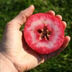 Jabuka Red Love - Slika 2