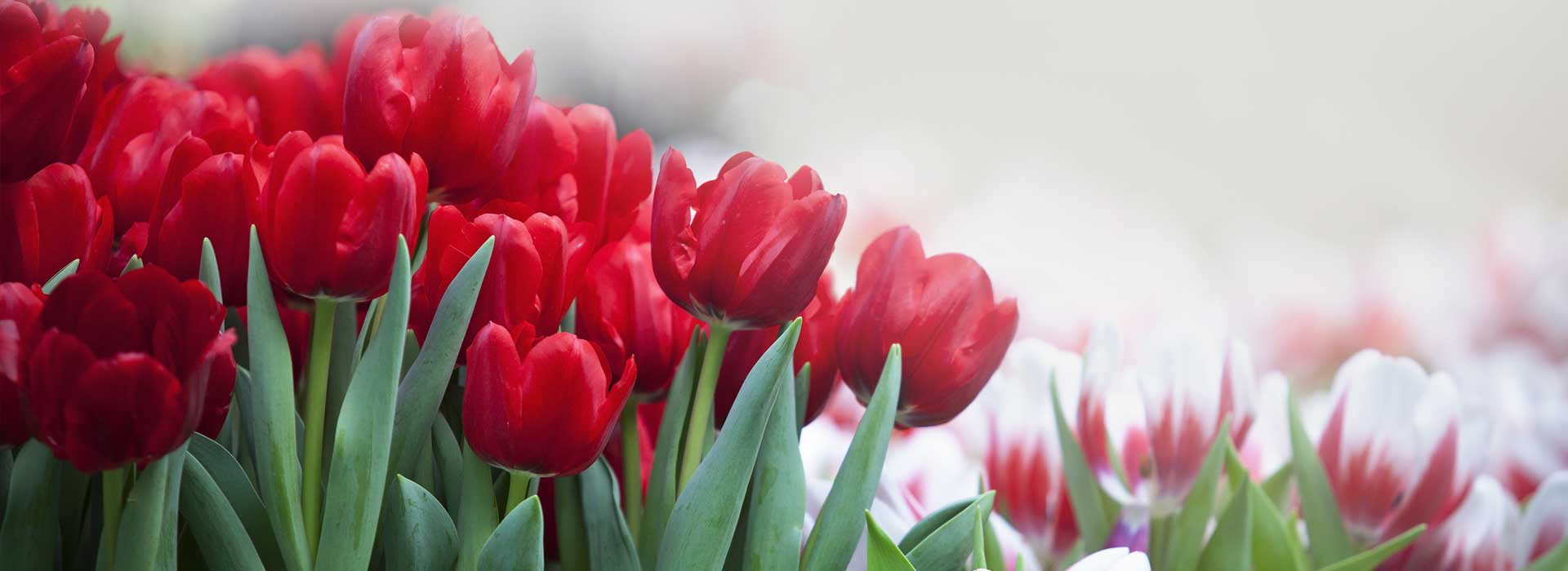 floraekspres lukovice