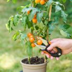 Makaze za cvetove Black+Decker - Slika 2