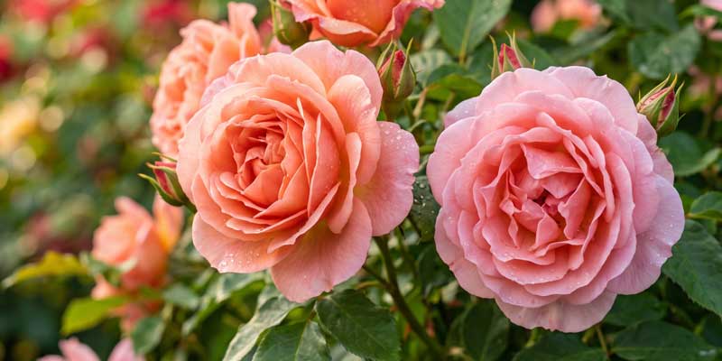 floraekspres ruže