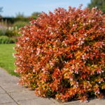 Abelija Kaleidoskop
