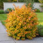 Abelija Kaleidoskop - Slika 3