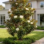 Zimzelena Magnolija