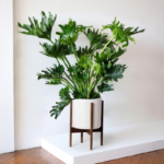 Filodendron Hope