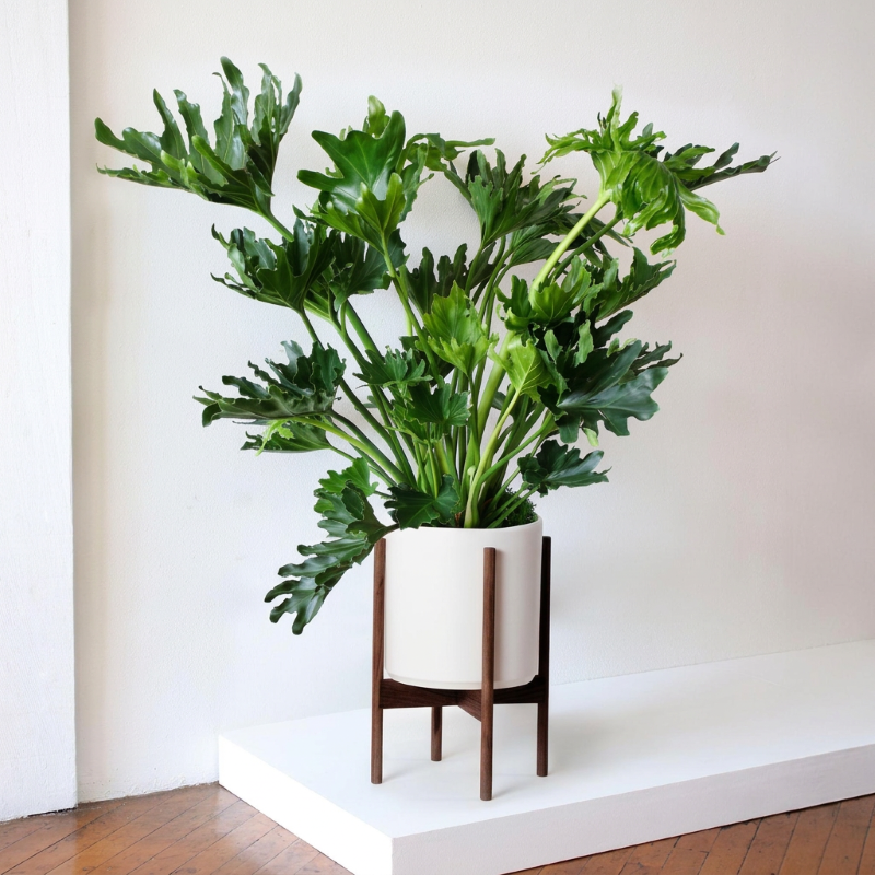 79160-filodendron-hope (1) Filodendron Hope - Slika 1