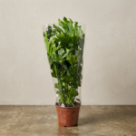 Filodendron Hope - Slika 2