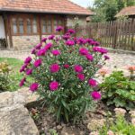 Aster Ciklama
