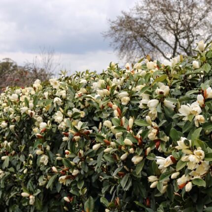 Magnolija Bajka